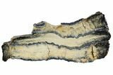 Mammoth Molar Slice With Case - South Carolina #106541-1